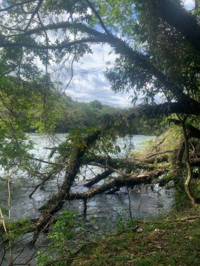 Yoğun ağaçlar ve yemyeşil bitkilerle çevrili sakin bir nehrin huzurlu manzarası. Düşen dallar, sahnenin doğal güzelliğini yansıtarak kıyıda sarmalanır. Bulutlu bir gökyüzü sakin atmosferi güçlendirir..