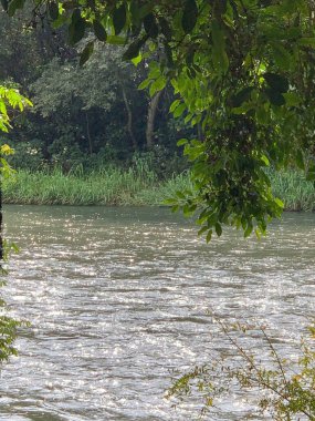 Sakin bir nehrin sakin bir görüntüsü, parlak güneş suları yansıtıyor. Yoğun ağaçlar ve yeşil yapraklarla çevrili bitki örtüsü rahatlatıcı ve uyumlu bir atmosfer yaratır. Yumuşak ışık ve akan su sesi huzur hissi verir..