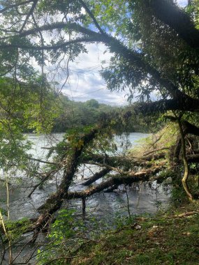 A beautiful view of the river surrounded by lush nature, with leafy trees and branches extending into the water. The clear blue sky and scattered clouds enhance the serenity, conveying peace and tranquility.