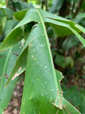 Yüzeyinde görünen çiğ damlaları olan canlı bir tropikal bitki yaprağı görüntüsü. Yaprak dokulu ayrıntıları ve yıpranmış kenarları gösteriyor, doğanın yumuşaklığını yansıtıyor. Bulanık arka plan, yoğun bir orman ortamını vurguluyor.