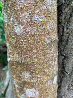 Ağaç kabuğu dokusuna yakın çekim, renk ayrıntılarını ve doğal detayları ortaya çıkarıyor. Yüzeyde benekler ve yosunlar var. Orman ortamında gövdenin organik güzelliğini vurguluyorlar..