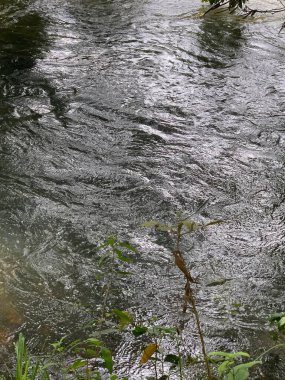 Suyun yavaşça aktığı, ışığı ve doğanın elementlerini yansıttığı güzel sakin bir nehir. Ön plandaki bitki örtüsü doğal ortamın sükunetini ve uyumunu arttırır..