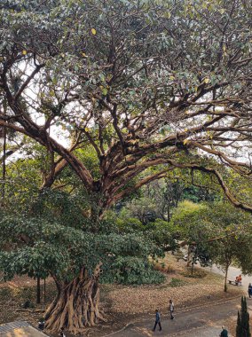 Sao Paulo, Sao Paulo, Brasil, 7 de setembro de 2024, Fachada de tijolos da lateral da Pinacoteca, vista do Jardim da Luz.
