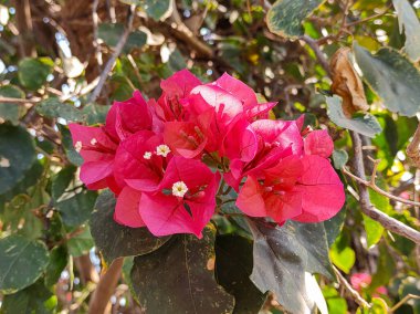 Bir grup kırmızı Bougainvillea spektabilis çiçeğinin yakın plan fotoğrafı..