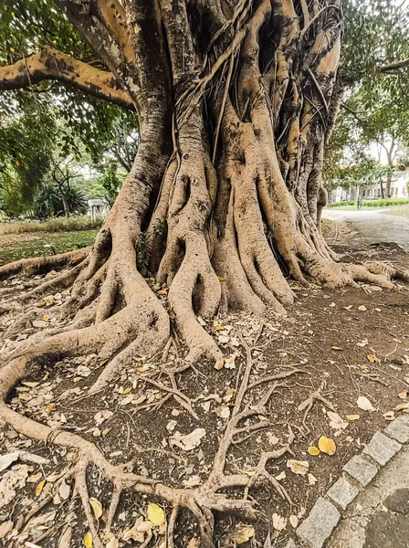 Ficus makrophylla 'nın dev kökleri güneşli bir günde, şehir parkında, ön planda kuru yapraklarla.