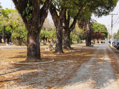 Sidewalk covered with dry leaves, in a tree-lined urban square, on a sunny winter morning. clipart