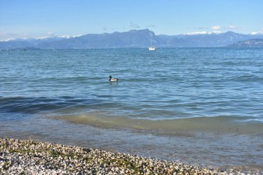 Peschiera del Garda, İtalya 'daki Garda Gölü' nde huzurlu bir manzara, kumsal, gölün sakin suları, bir yat, yüzen bir ördek ve uzak dağlar.. 