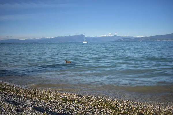 Peschiera del Garda, İtalya 'daki Garda Gölü' nde huzurlu bir manzara, kumsal, gölün sakin suları, bir yat, yüzen bir ördek ve uzak dağlar.. 