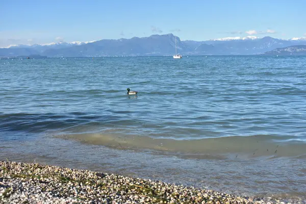 Peschiera del Garda, İtalya 'daki Garda Gölü' nde huzurlu bir manzara, kumsal, gölün sakin suları, bir yat, yüzen bir ördek ve uzak dağlar.. 