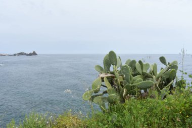 Kiklops 'un (Faraglioni dei Ciclopi) uçurumları Aci Trezza yakınlarında bulutlu bir günde önplanda kaktüs opuntia ile birlikte, Aci Castello, Sicilya, İtalya' dan manzara. 