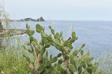 Kiklops 'un (Faraglioni dei Ciclopi) uçurumları Aci Trezza yakınlarında bulutlu bir günde önplanda kaktüs opuntia ile birlikte, Aci Castello, Sicilya, İtalya' dan manzara. 