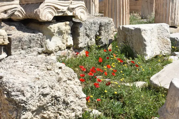 Atina Yunanistan: Nisan 2025. Atina Akropolünün Antik Sütunları. Mimari detaylara yakın çekim. Antik sütunlar, taşlar ve bitki örtüsü.