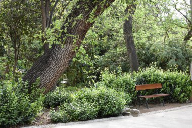 Atina Ulusal Bahçesi, Yunanistan: Nisan 2025. Syntagma Meydanı yakınlarındaki Atina şehir merkezindeki bir halk parkı. Bankta ve parktaki ağaçlarda. 