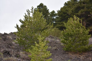 Etna volkanı: Nisan 2025. Yürüyüş alanı. Volkanik Etna Dağı manzarası kara lav ve bitki örtüsüyle bulutlu bir bahar günü, Catania, Sicilya, İtalya. Etna 'da yaygın olan çam ağaçları. 