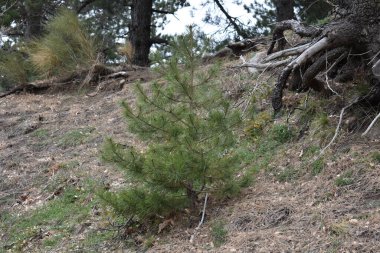 Etna volkanı: Nisan 2025. Yürüyüş alanı. Etna Dağı 'nın volkanik manzarası ve bitki örtüsü bir bahar günü, Catania, Sicilya, İtalya. Etna 'da yaygın olan çam ağaçları. 
