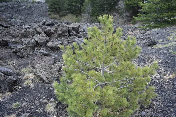 Etna volkanı. Yürüyüş alanı. Volkanik Etna Dağı manzarası kara lav ve nadir bitki örtüsü ile bulutlu bir bahar günü, Catania, Sicilya, İtalya. Son yanardağ patlamasından kalma siyah lav alanı.. 