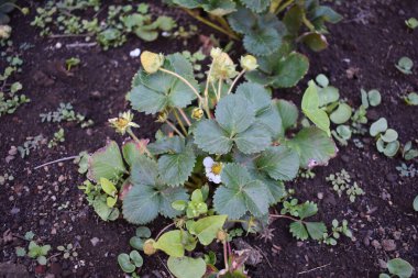 Çilek çiçekleri ve baharda sebze bahçesindeki organik çilek bitkisi üzerinde yeşil meyveler gelişiyor. Çilek bitkilerinin yeşil yaprakları. Çiftçilik ve bahçıvanlık kavramı. 