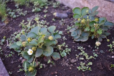 Çilek çiçekleri ve baharda sebze bahçesindeki organik çilek bitkisi üzerinde yeşil meyveler gelişiyor. Çilek bitkilerinin yeşil yaprakları. Çiftçilik ve bahçıvanlık kavramı. 