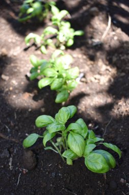 Baharda bahçede fesleğen yetiştiriyorum. Kendi otlarını ve sebzelerini yetiştiriyorlar. Kendi kendine yeten bir yaşam tarzı. Çiftçilik ve bahçıvanlık kavramı. 