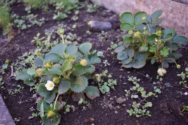 Çilek çiçekleri ve baharda sebze bahçesindeki organik çilek bitkisi üzerinde yeşil meyveler gelişiyor. Çilek bitkilerinin yeşil yaprakları. Çiftçilik ve bahçıvanlık kavramı. 