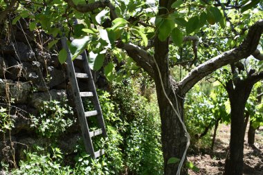 Yazın yeşil yaprakların ve bitkilerin zeminine tahta merdiven dayanıyor. Özel üzüm bağı, bahar ve yaz aylarında farklı bitki örtüleri olan bahçe, İtalya kırsalının manzarası. İtalya, Sicilya. 
