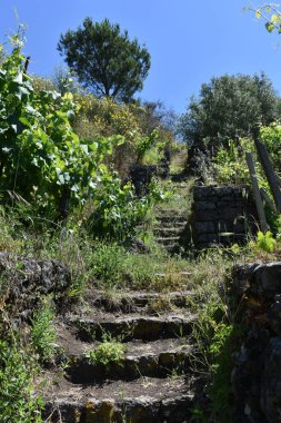 Özel bir bahçede doğal taş basamaklar ve yürüyüş yolu. Üzüm bağları. Özel üzüm bağları, baharda ve yaz aylarında farklı bitki örtüleri olan bahçeler, İtalyan kırsalının manzarası. İtalya, Sicilya. 