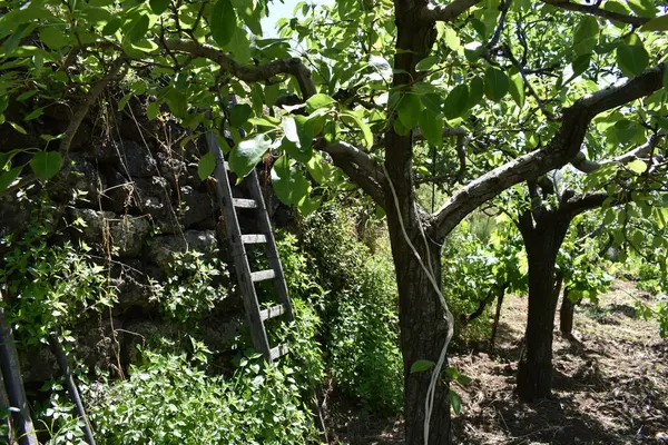 Yazın yeşil yaprakların ve bitkilerin zeminine tahta merdiven dayanıyor. Özel üzüm bağı, bahar ve yaz aylarında farklı bitki örtüleri olan bahçe, İtalya kırsalının manzarası. İtalya, Sicilya. 