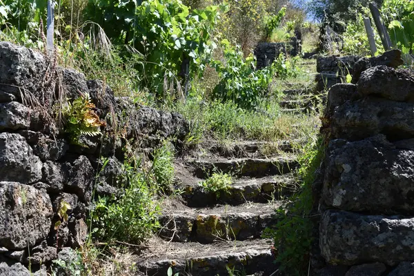 Özel bir bahçede doğal taş basamaklar ve yürüyüş yolu. Üzüm bağları. Özel üzüm bağları, baharda ve yaz aylarında farklı bitki örtüleri olan bahçeler, İtalyan kırsalının manzarası. İtalya, Sicilya. 