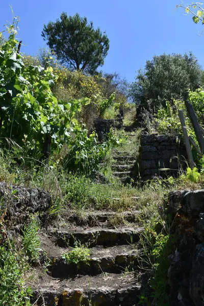 Özel bir bahçede doğal taş basamaklar ve yürüyüş yolu. Üzüm bağları. Özel üzüm bağları, baharda ve yaz aylarında farklı bitki örtüleri olan bahçeler, İtalyan kırsalının manzarası. İtalya, Sicilya. 