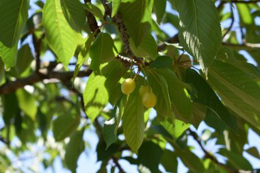 Ağaç dallarında olgunlaşmış kiraz meyveleri. Lezzetli ve sağlıklı yaz meyveleri. Bahar ve yaz aylarında olgunlaşmamış kirazlar ağaçta olgunlaşır. İtalya 'da özel bir bahçede kiraz ağacı. 
