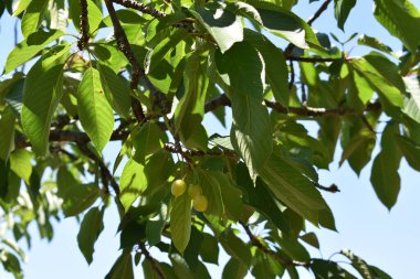 Ağaç dallarında olgunlaşmış kiraz meyveleri. Lezzetli ve sağlıklı yaz meyveleri. Bahar ve yaz aylarında olgunlaşmamış kirazlar ağaçta olgunlaşır. İtalya 'da özel bir bahçede kiraz ağacı. 