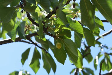 Ağaç dallarında olgunlaşmış kiraz meyveleri. Lezzetli ve sağlıklı yaz meyveleri. Bahar ve yaz aylarında olgunlaşmamış kirazlar ağaçta olgunlaşır. İtalya 'da özel bir bahçede kiraz ağacı. 