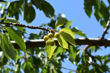 Ağaç dallarında olgunlaşmış kiraz meyveleri. Lezzetli ve sağlıklı yaz meyveleri. Bahar ve yaz aylarında olgunlaşmamış kirazlar ağaçta olgunlaşır. İtalya 'da özel bir bahçede kiraz ağacı. 