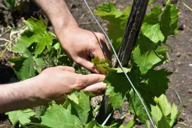 Üzüm çalılarıyla ilgilenen birinin elleri. Üzüm çimdiklemek ve budamak. Çiçek tomurcukları ve filizlenme yaprakları baharın sonunda ya da yazın başında, tarım doğası arka planı. 