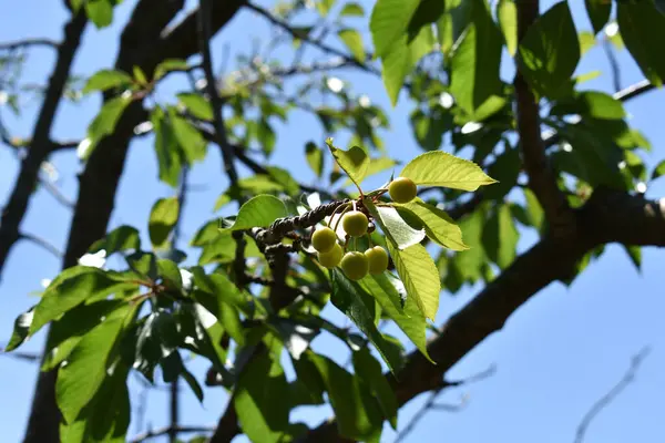 Ağaç dallarında olgunlaşmış kiraz meyveleri. Lezzetli ve sağlıklı yaz meyveleri. Bahar ve yaz aylarında olgunlaşmamış kirazlar ağaçta olgunlaşır. İtalya 'da özel bir bahçede kiraz ağacı. 