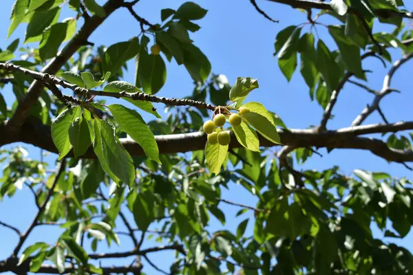 Ağaç dallarında olgunlaşmış kiraz meyveleri. Lezzetli ve sağlıklı yaz meyveleri. Bahar ve yaz aylarında olgunlaşmamış kirazlar ağaçta olgunlaşır. İtalya 'da özel bir bahçede kiraz ağacı. 