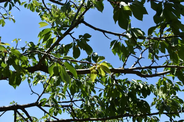 Ağaç dallarında olgunlaşmış kiraz meyveleri. Lezzetli ve sağlıklı yaz meyveleri. Bahar ve yaz aylarında olgunlaşmamış kirazlar ağaçta olgunlaşır. İtalya 'da özel bir bahçede kiraz ağacı. 