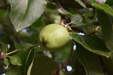 Ağaç dalındaki yaprakların arasında küçük yeşil bir elma. Sonbahar meyveleri. Bir yaz gününde taze yeşil elma dalları. Bahçıvanlık. Sicilya, İtalya 'da elma ağaçları olan bahçe. 