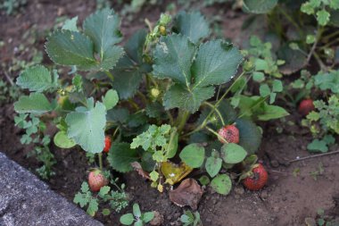 Baharda sebze bahçesinde organik bir çilek bitkisi üzerinde yeşil ve kırmızı meyveler gelişen çilek. Çilek bitkilerinin yeşil yaprakları. Çiftçilik ve bahçıvanlık kavramı. 