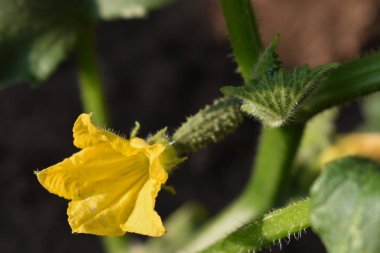 Yaz mevsiminde toprakta yetişen çiçekli salatalık filizleri. Çiçekli küçük bir salatalık. Çiftçilik ve bahçıvanlık kavramı. İtalya, Sicilya 'da sebze bahçesi.  
