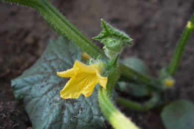 Yaz mevsiminde toprakta yetişen çiçekli salatalık filizleri. Çiçekli küçük bir salatalık. Çiftçilik ve bahçıvanlık kavramı. İtalya, Sicilya 'da sebze bahçesi.  