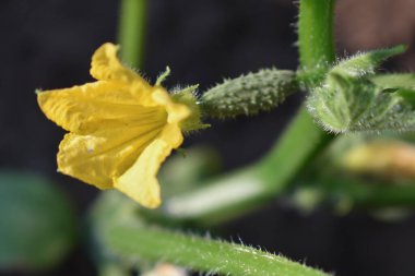 Yaz mevsiminde toprakta yetişen çiçekli salatalık filizleri. Çiçekli küçük bir salatalık. Çiftçilik ve bahçıvanlık kavramı. İtalya, Sicilya 'da sebze bahçesi.  