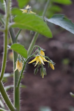 Yazın toprakta büyüyen çiçekli domates fideleri. Domates filizleri dışarıda yetişiyor. Çiftçilik ve bahçıvanlık kavramı. İtalya, Sicilya 'da sebze bahçesi.  