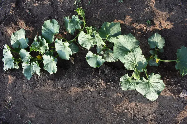 Yaz aylarında toprakta büyüyen çiçekli salatalık fideleri. Dışarıda salatalık filizleri yetişiyor. Çiftçilik ve bahçıvanlık kavramı. İtalya, Sicilya 'da sebze bahçesi.  