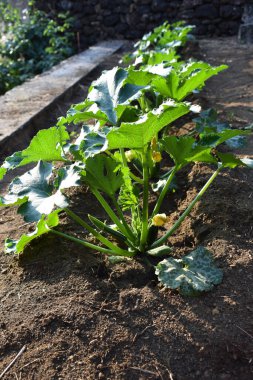 Yazın toprakta büyüyen çiçekli kabak bitkileri. Açık havada kabak filizleri yetişiyor. Çiftçilik ve bahçıvanlık kavramı. İtalya, Sicilya 'da sebze bahçesi.  