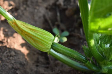 Çiçekli kabak bitkisi ve yazın toprakta büyüyen küçük kabak. Açık havada kabak filizleri yetişiyor. Çiftçilik ve bahçıvanlık kavramı. İtalya, Sicilya 'da sebze bahçesi.  