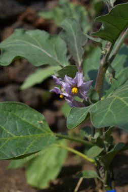 Patlıcan tohumu, yazın toprakta büyüyen çiçeklerle birlikte. Patlıcan filizleri dışarıda yetişiyor. Çiftçilik ve bahçıvanlık kavramı. İtalya, Sicilya 'da sebze bahçesi. 