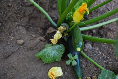 Çiçekli kabaklı kabak bitkisi yazın açık havada toprakta yetişiyor. Çiftçilik ve bahçıvanlık kavramı. İtalya, Sicilya 'da sebze bahçesi. Kendi otlarını ve sebzelerini yetiştiriyorlar.. 