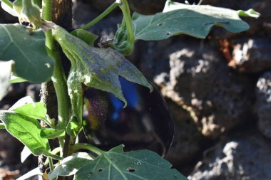 Patlıcan tohumu ve olgun patlıcan yazın toprakta yetişiyor. Patlıcan filizleri dışarıda yetişiyor. Çiftçilik ve bahçıvanlık kavramı. İtalya, Sicilya 'da sebze bahçesi. 