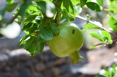 Ağaç dalındaki yapraklar arasında olgunlaşan yeşil nar. Bir yaz gününde genç yeşil nar dalları ile. Çiftçilik ve bahçıvanlık kavramı. Sicilya, İtalya 'da nar ağaçları olan bahçe.